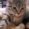 fuzzling0586