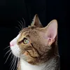 motu_afifi_floofy