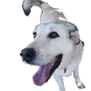 biboutte