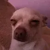 suhusaada