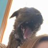 oscar_the_pup117