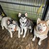 bigmamahusky