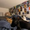 avalovescats62