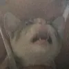 sititaa