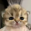 klttypawss