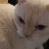 _siimaaq_