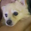cachorralilly