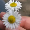 kia__79