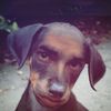 _demdawg