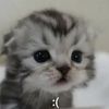 justkiddinggg0