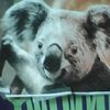 koalakins05