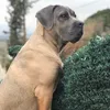canecorso_xena
