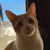fralauriola