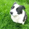 animaux.alexia