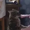 nikolaos__