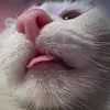 n0danz