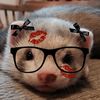 ferret_girly3