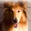 galaxyspetadventures