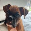brodytheboxerpup