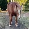 snippipippi