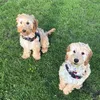 winnieandfloonthego