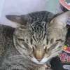 ciciruohan_
