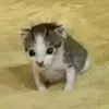 kktcripper