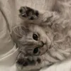 leevushkinaa