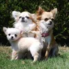 chihuahuafamilie