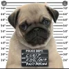 pugsey555