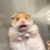 yousillygooose