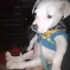 chalantwhiterat