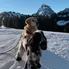mountainadventuredogs
