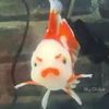 li_ying0304