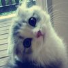 dancery_vic56