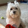 lucylu2016