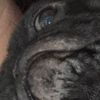 zeus_the_pug_