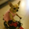 tammyversace