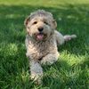 milliethekycockapoo