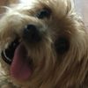 yorkies4ever