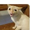 misthiosismycat