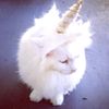 unicornglitterfartfart