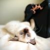 sillybillietheragdoll