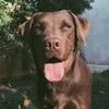 toddythedog