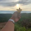 rosemeyrysilva
