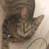 thecatmellow