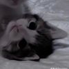 ollie_the_best