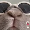 masogfjas