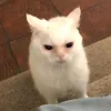 thichancuden