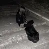 tokarsskaa